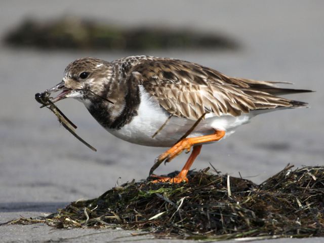 Ruddy Turnstone